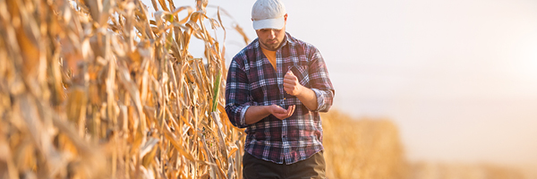 A man in a plaid shirt and ball cap walks along the side of a corn field counting seed in his hands.
